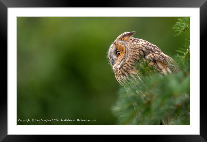 Contemplative Owl  Framed Mounted Print by Ian Douglas