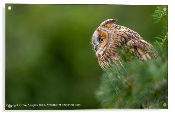 Contemplative Owl  Acrylic by Ian Douglas