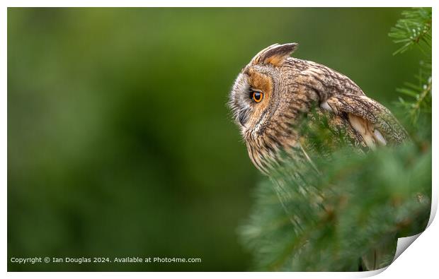 Contemplative Owl  Print by Ian Douglas