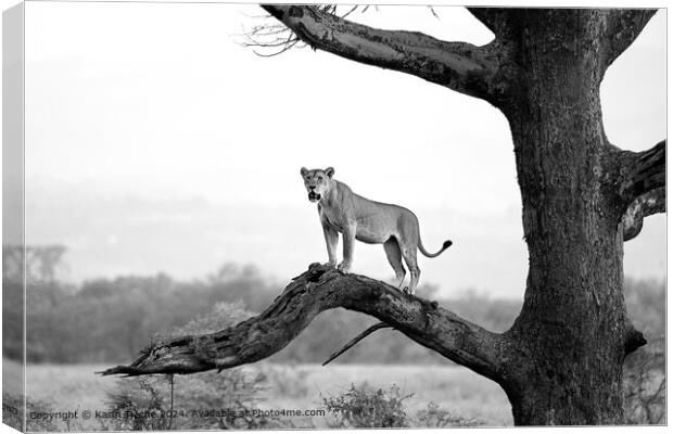 Lioness in a tree Canvas Print by Karin Tieche