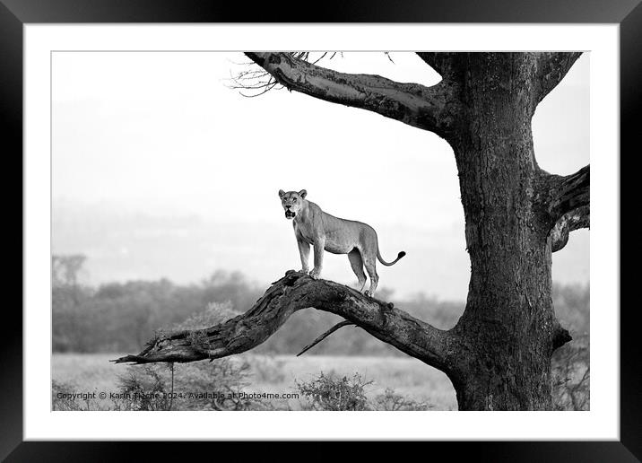 Lioness in a tree Framed Mounted Print by Karin Tieche