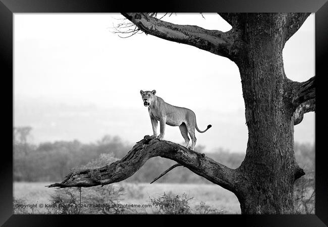 Lioness in a tree Framed Print by Karin Tieche