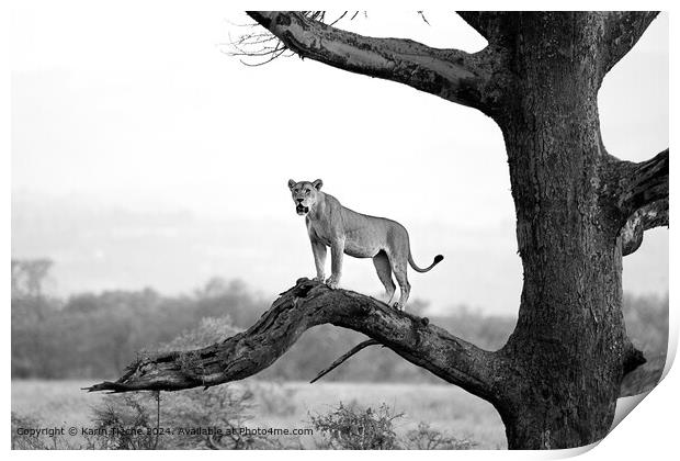 Lioness in a tree Print by Karin Tieche