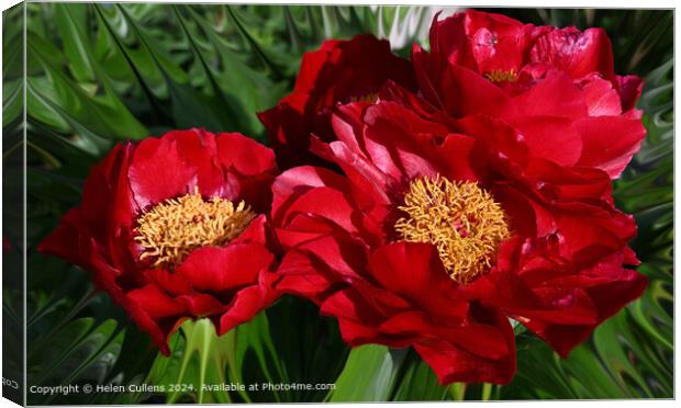 Peony Scarlet O'Hara Canvas Print by Helen Cullens