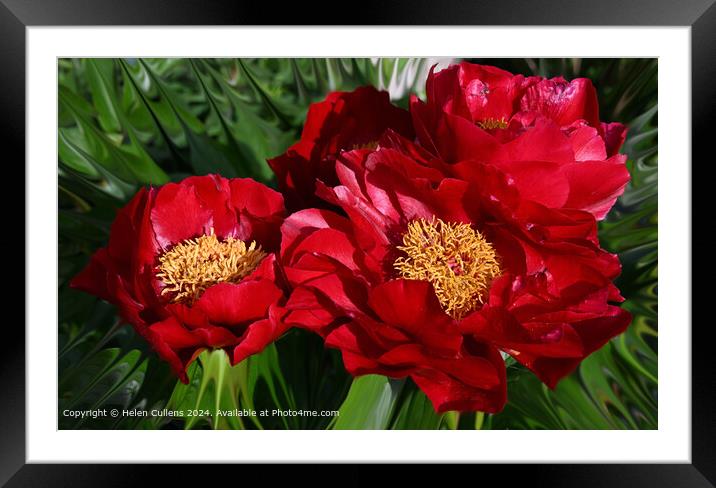 Peony Scarlet O'Hara Framed Mounted Print by Helen Cullens