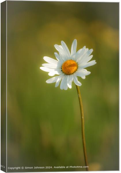 Sunlit Colotswold  Daisy Flower Canvas Print by Simon Johnson