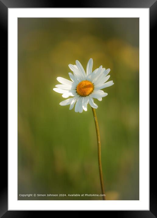 Sunlit Colotswold  Daisy Flower Framed Mounted Print by Simon Johnson