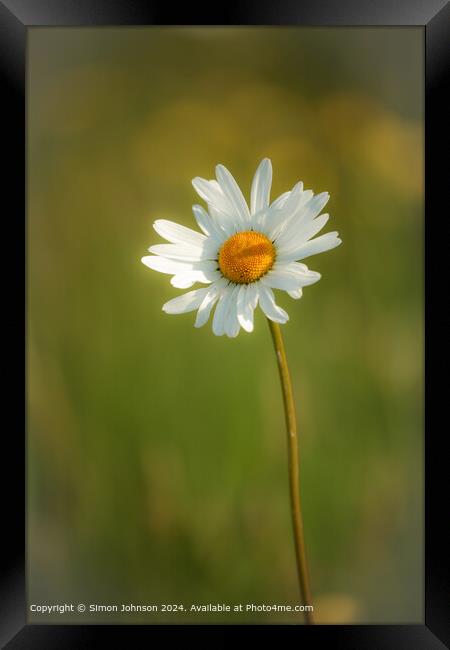 Sunlit Colotswold  Daisy Flower Framed Print by Simon Johnson