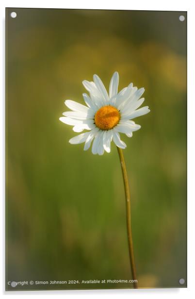 Sunlit Colotswold  Daisy Flower Acrylic by Simon Johnson