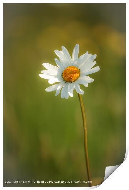 Sunlit Colotswold  Daisy Flower Print by Simon Johnson