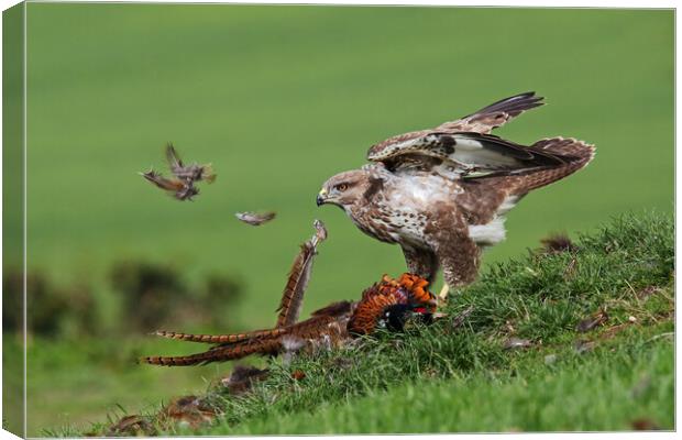 Feathers fly as  a Buzzard plucks a Pheasant Canvas Print by Ian Duffield