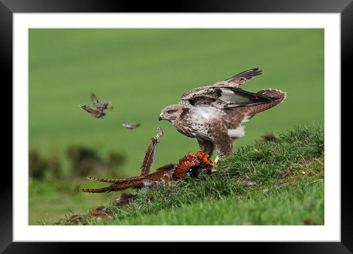 Feathers fly as  a Buzzard plucks a Pheasant Framed Mounted Print by Ian Duffield