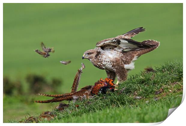 Feathers fly as  a Buzzard plucks a Pheasant Print by Ian Duffield