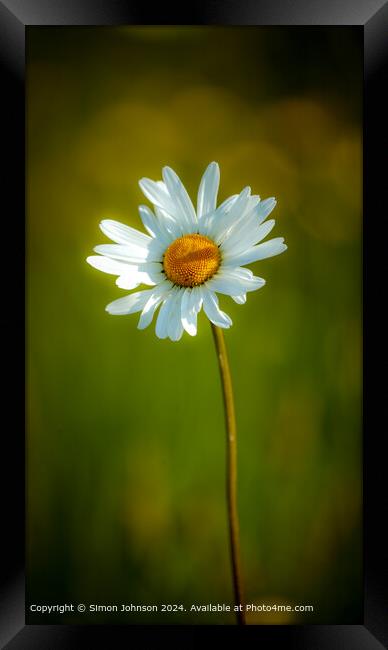 Sunlit daisy Framed Print by Simon Johnson