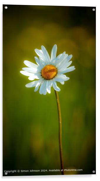 Sunlit daisy Acrylic by Simon Johnson