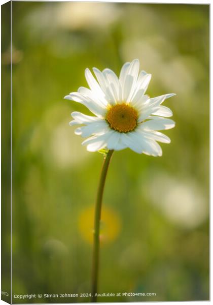 Sunlit Daisy Flower Nature Canvas Print by Simon Johnson