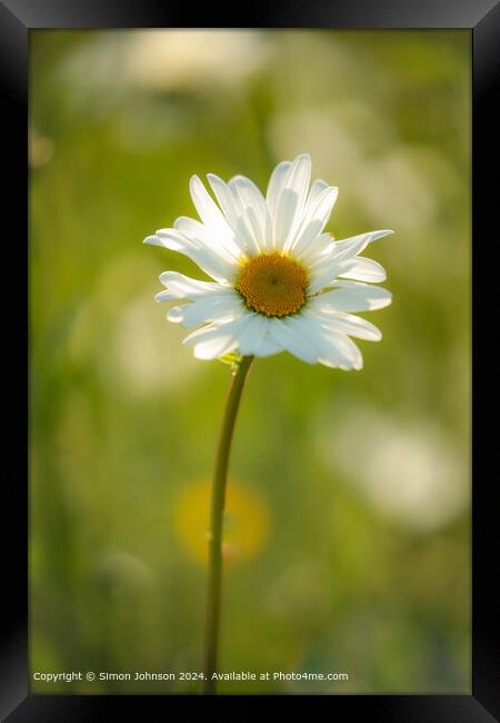 Sunlit Daisy Flower Nature Framed Print by Simon Johnson