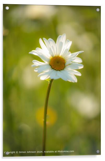 Sunlit Daisy Flower Nature Acrylic by Simon Johnson