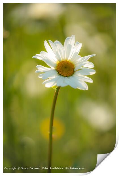 Sunlit Daisy Flower Nature Print by Simon Johnson