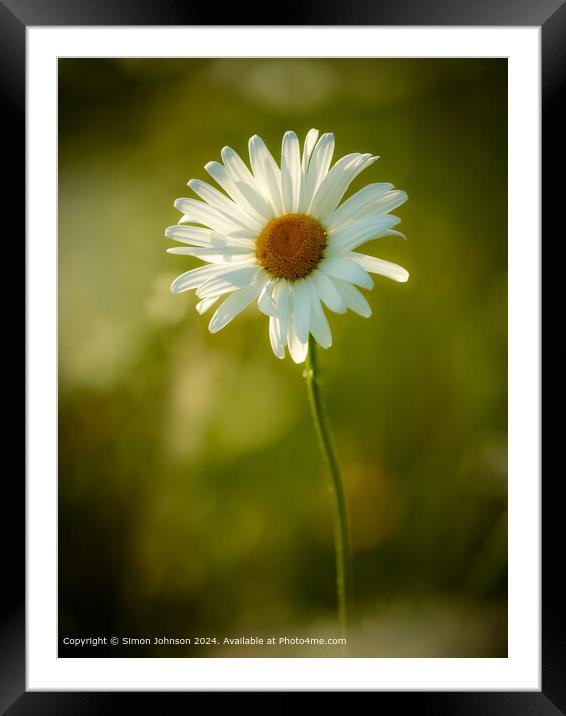 Victoria Street Daisy Landscape Framed Mounted Print by Simon Johnson