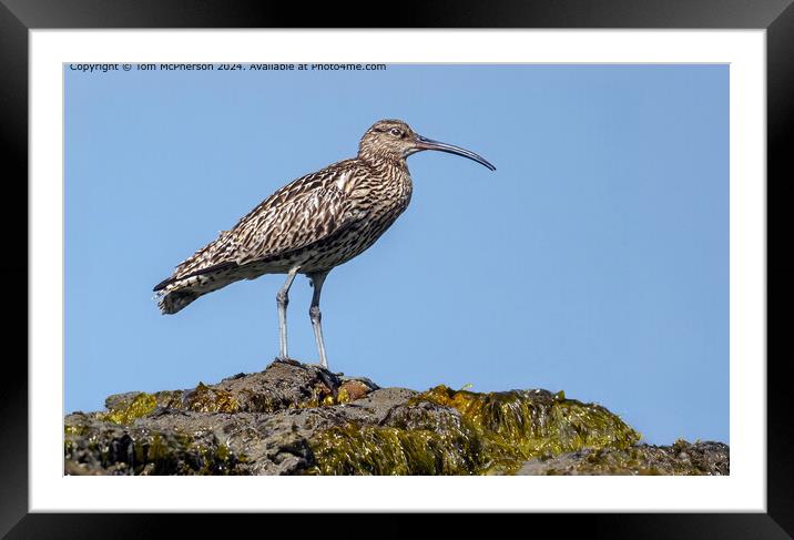 Curlew on the Rocks Framed Mounted Print by Tom McPherson