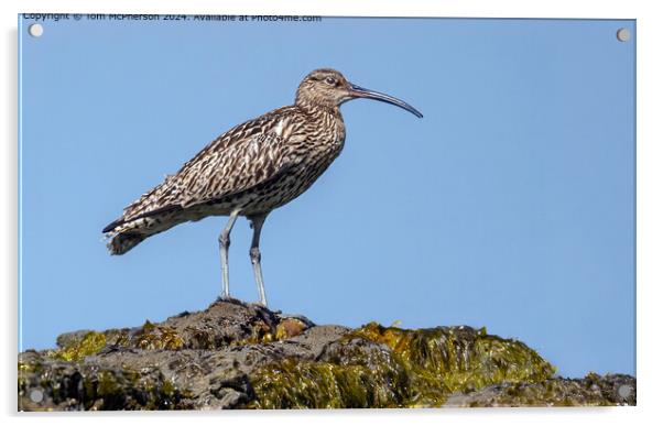 Curlew on the Rocks Acrylic by Tom McPherson