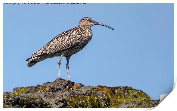 Curlew on the Rocks Print by Tom McPherson