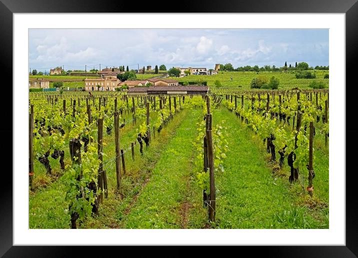 Grape Vines in a St. Emilion vinyard, Bordeaux, Fr Framed Mounted Print by Martyn Arnold