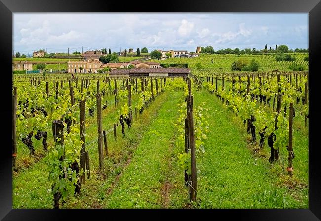 Grape Vines in a St. Emilion vinyard, Bordeaux, Fr Framed Print by Martyn Arnold