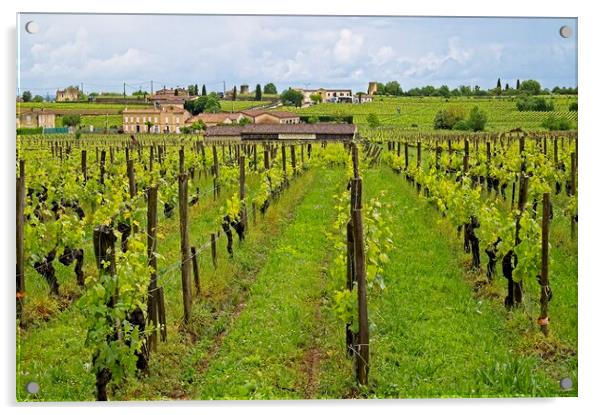 Grape Vines in a St. Emilion vinyard, Bordeaux, Fr Acrylic by Martyn Arnold