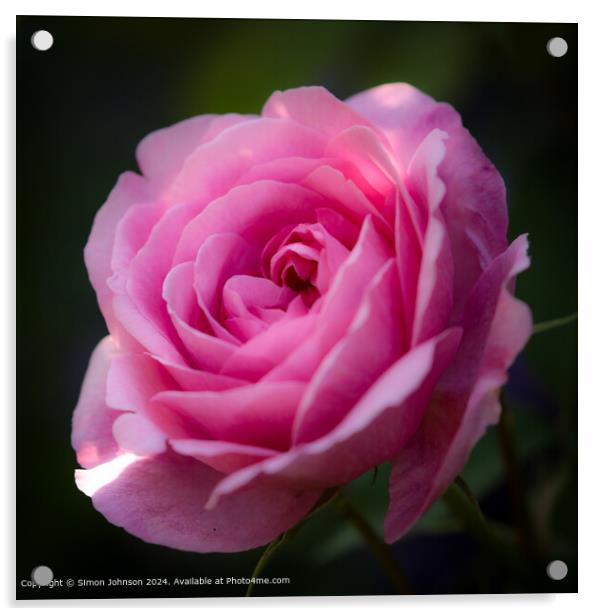 Pink Gertrude Jekyll Rose Acrylic by Simon Johnson