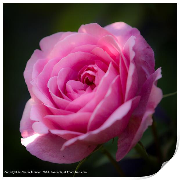 Pink Gertrude Jekyll Rose Print by Simon Johnson