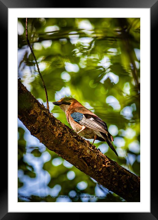 Colorful Woodpecker Perched Framed Mounted Print by Suppakij Vorasriherun