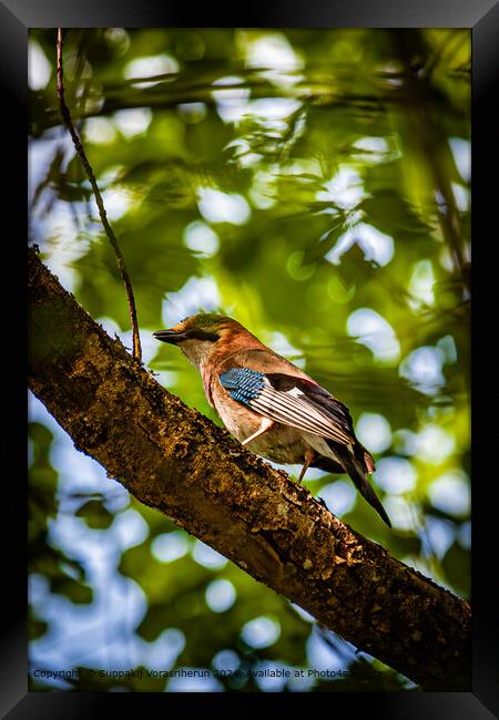 Colorful Woodpecker Perched Framed Print by Suppakij Vorasriherun