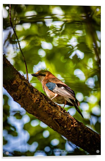 Colorful Woodpecker Perched Acrylic by Suppakij Vorasriherun