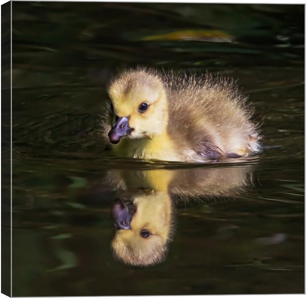 Cute Canada Gosling reflected in a river Canvas Print by Ian Duffield
