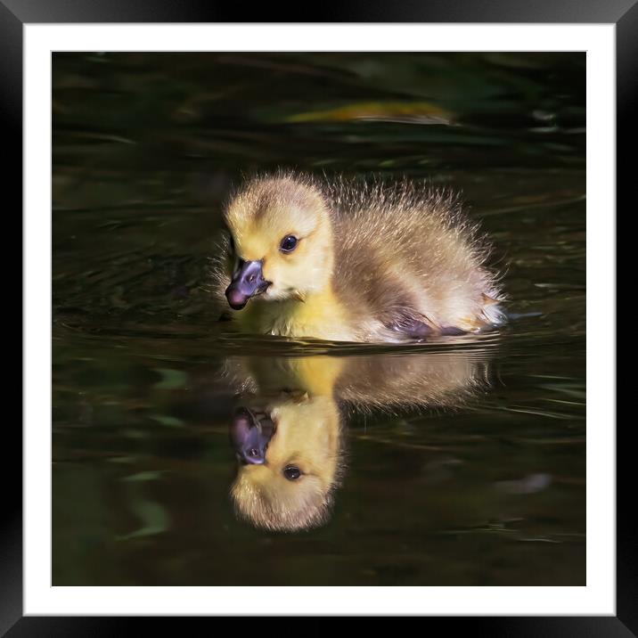 Cute Canada Gosling reflected in a river Framed Mounted Print by Ian Duffield