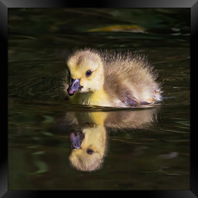 Cute Canada Gosling reflected in a river Framed Print by Ian Duffield
