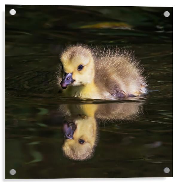 Cute Canada Gosling reflected in a river Acrylic by Ian Duffield