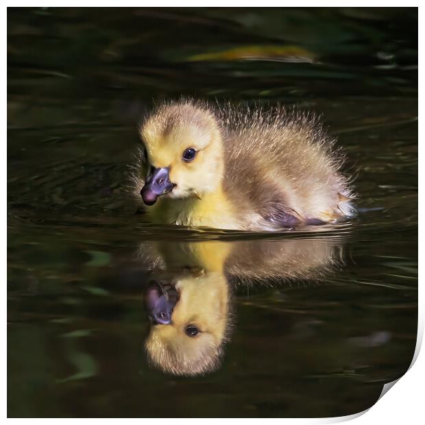 Cute Canada Gosling reflected in a river Print by Ian Duffield