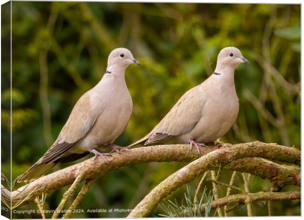 Doves Canvas Print by Kevin Wailes