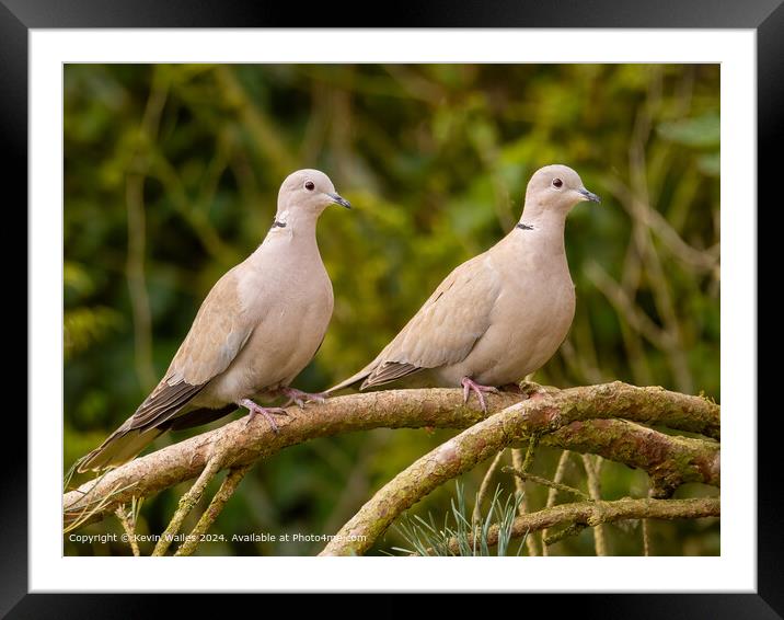 Doves Framed Mounted Print by Kevin Wailes