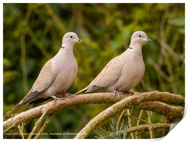 Doves Print by Kevin Wailes