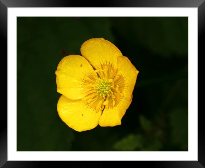 Buttercup Bloom in Devon Framed Mounted Print by Bryan 4Pics