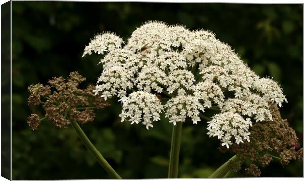 White Cow Parsley Clusters Canvas Print by Bryan 4Pics