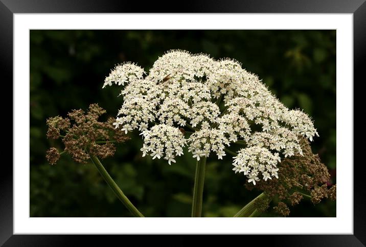 White Cow Parsley Clusters Framed Mounted Print by Bryan 4Pics