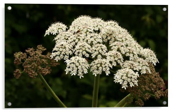 White Cow Parsley Clusters Acrylic by Bryan 4Pics