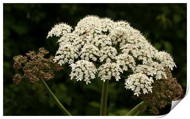 White Cow Parsley Clusters Print by Bryan 4Pics