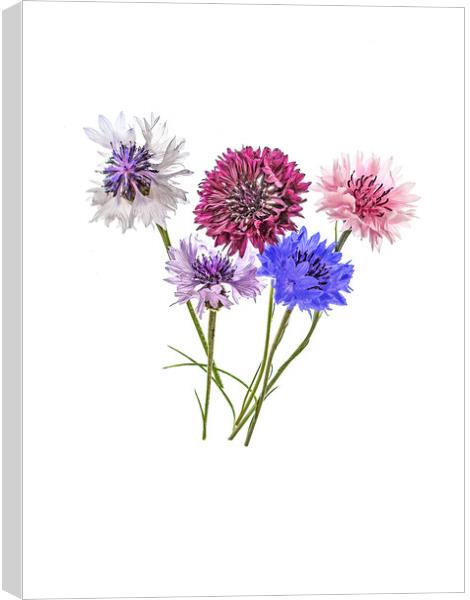 Cornflowers Canvas Print by Kevin Wailes