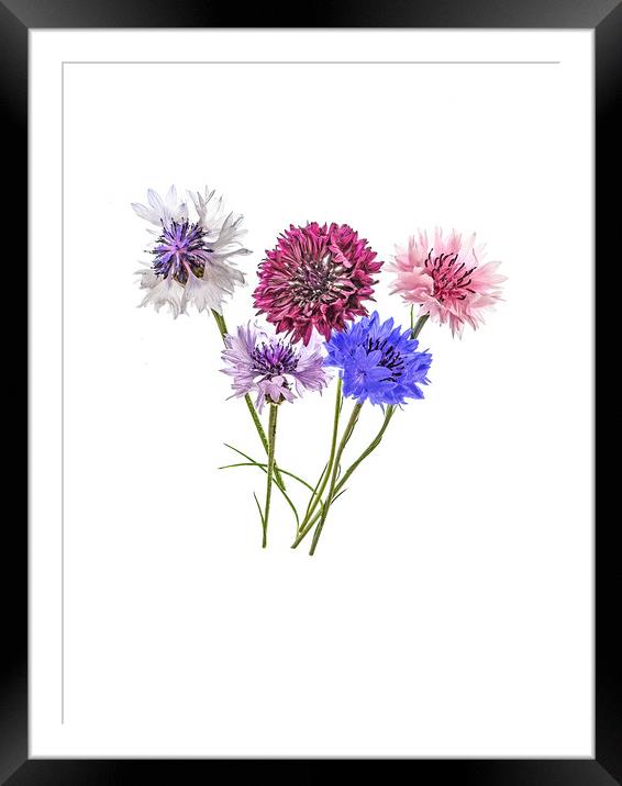 Cornflowers Framed Mounted Print by Kevin Wailes